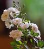 Magna Frisia rose photo