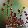 Magna Frisia rose photo