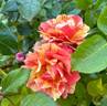 Lollipop rose photo