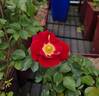 Decoration™ rose photo