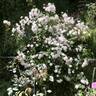Paul's Himalayan Musk Rambler rose photo