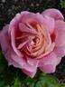 Amazing Grace ™ rose photo
