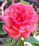 Sir Lancelot rose photo