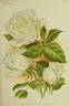 Frau Karl Druschki rose photo
