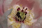 Yoshinogawa peony photo