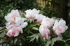 Yoshinogawa peony photo
