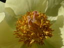<i>P. daurica</i> ssp. <i>mlokosewitschii</i> peony photo