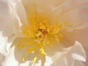 Lady Alexandra Duff peony photo