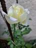 Amnesty International rose photo