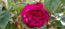 Eugénie Guinoisseau rose photo