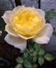 Amnesty International rose photo