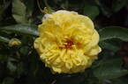 Frisco ® rose photo