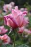 First Love rose photo