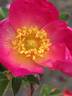 AKA 134-19 rose photo
