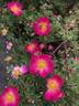 AKA 134-19 rose photo