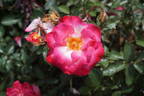 You're My Everything rose photo