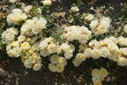 Our Dream rose photo