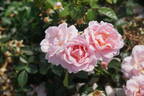 Oxford Physic Rose rose photo