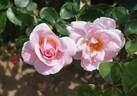 Oxford Physic Rose rose photo