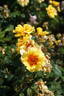 Peter’s Persica rose photo