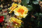 Peter’s Persica rose photo