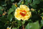 Peter’s Persica rose photo