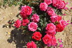 Truly Loved™ rose photo