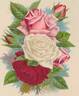 Coquette des Alpes rose photo
