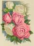 Mrs. John Laing rose photo
