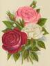 Anna de Diesbach rose photo