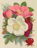 <i>R. rugosa</i> rose photo