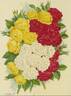 Crimson Rambler rose photo