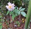 Snow Goose rose photo