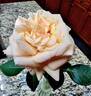 Royal Parks rose photo