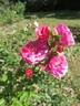 Bogdana rose photo