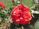 Romana (hybrid tea, Wagner rose photo