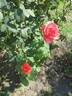 Orange Ace rose photo