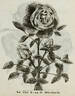 Anna de Diesbach rose photo