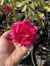 Karl Herbst rose photo