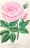 Anna de Diesbach rose photo