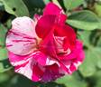 Maurice Utrillo ™ rose photo