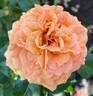 Goldflame rose photo