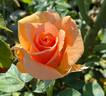 Nancy Reagan ™ rose photo