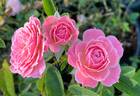 Alisha rose photo
