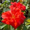 City of Carlsbad ™ rose photo