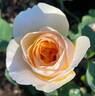 Juliet rose photo