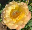 Ruth Tiffany rose photo