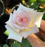 Leading Lady ™ rose photo