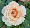 Singin' in the Rain rose photo