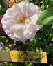 Souvenir de Louis Amade ® rose photo